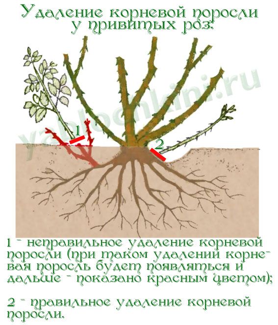 Как отличить розу от шиповника? 14 фото, характеристики листьев и побегов, отличия поросли. Как определить вид куста?